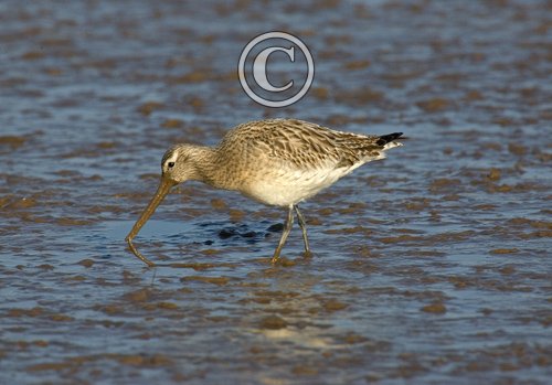Bar-tailed Godwit DM1101